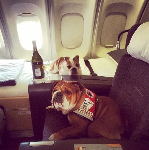 Изображение: hamilton_dogs.jpg. Тип: image/jpeg. Размер: 500x503. Объем: 186.009KByte.